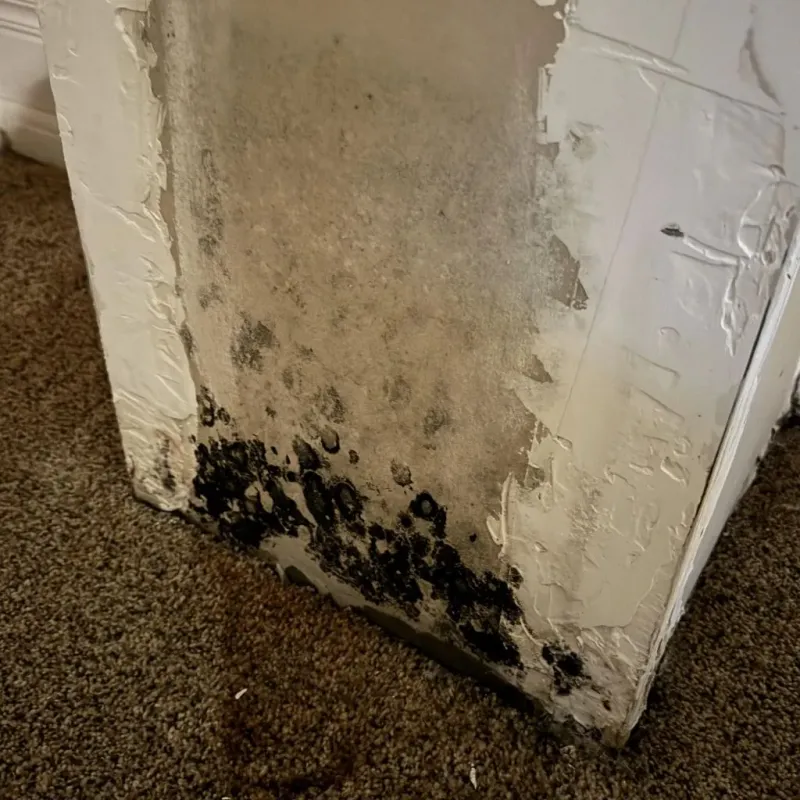 Professional Mold Removal in North Lewisburg, OH